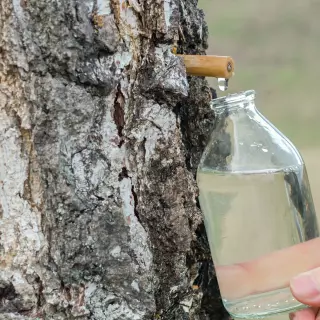 Skarby ogrodu - Kiedy, jak i po co zbierać sok z brzozy?